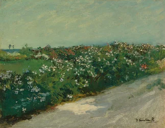 Malvarrosa